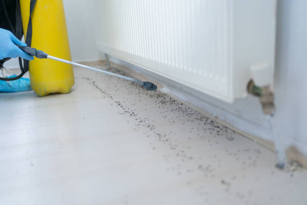 Professional Pest Control in East Dennis, MA